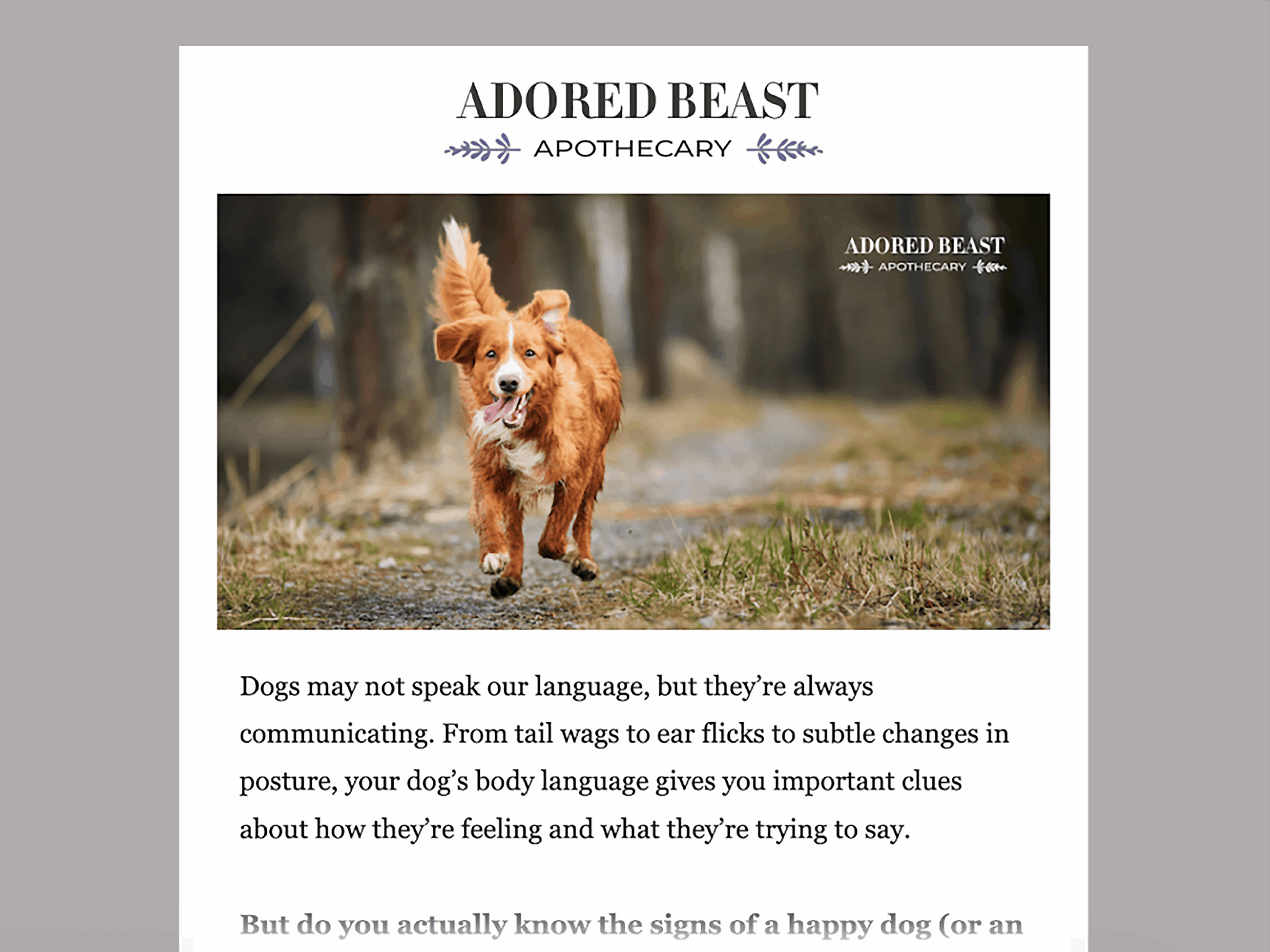Adored Beast Newsletter Scaled
